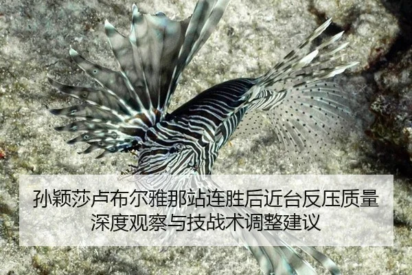 孙颖莎卢布尔雅那站连胜后近台反压质量深度观察与技战术调整建议